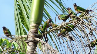 Painted Parakeet Pyrrhura picta picta feeding on açaí berry French Guiana [upl. by Adien781]