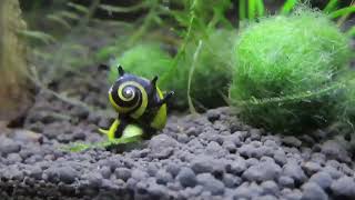 Two horned nerite snails and betta [upl. by Bekah387]