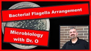 Bacterial Flagella Arrangements Microbiology [upl. by Yellehs]