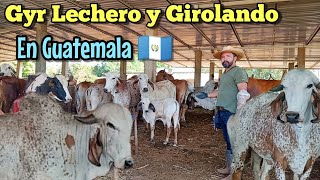 Finca en Guatemala 🇬🇹 Reproductora de Ganado Gyr Lechero y Girolando [upl. by Nickelsen919]