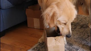 Sammy the Golden Retriever plays with cardboard boxes [upl. by Phylys468]