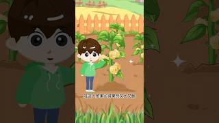 টমেটোগুলো অনেক বড় হয়েছে shortsbhootcartoon Boro fall [upl. by Tevis]