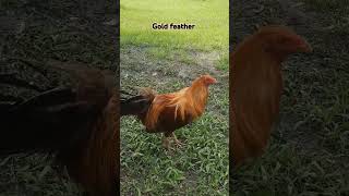 Gold feather classicfowls chickenfarm chicken rooster short [upl. by Eugen564]