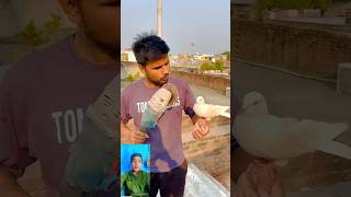 Kabutar 🤲bahut wafadar❤️ hota Hai dekhen 😱pigeon viral new short video [upl. by Muns]