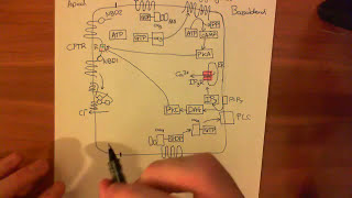 Cystic Fibrosis  CFTR Function Part 1 [upl. by Ash]