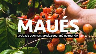 Conheça a cidade que mais produz guaraná no mundo [upl. by Adlitam]