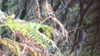 Red breasted Flycatcher and Wren 18 October 2024 [upl. by Treblihp984]