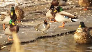 Greenwinged teal  Grenadier Pond High Park Toronto [upl. by Tade]