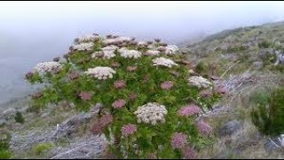 Melanoselinum decipiens Чёрная петрушка [upl. by Mandel]