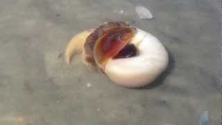 Moon snail burying itself in the sand Matanza inlet FL [upl. by Ping]