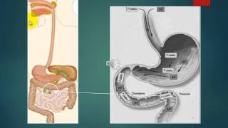 Metabolismo Acido Folico [upl. by Eisned]