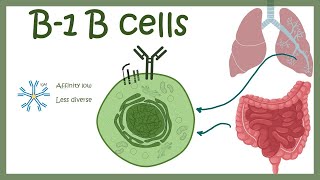 B1 B cells [upl. by Ynnam433]