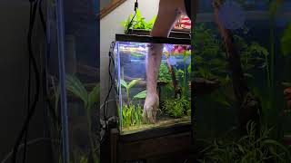 Dwarf Sagittaria for beginners fishtank aquarium baby fish dwarf [upl. by Llertac]