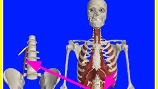 Psoas Minor Muscle OriginInsertion3DActionsBlood supplyInnervationKey featuresAnatrelations [upl. by Patsis133]