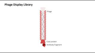 Phage Display Antibody library Learn how to plan the experimentPractical aspect [upl. by Ramhaj]