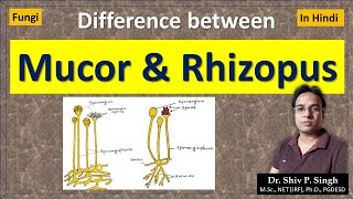 Differences between Mucor and Rhizopus  Zygomycetes [upl. by Atsocal]