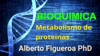 Metabolismo de Proteinas [upl. by Akisey743]