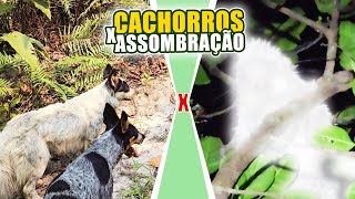 ASSOMBRAÇÃO OU PESADELO DOS CÃES [upl. by Nodnorb]