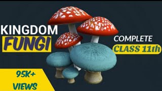 Fungi  Kingdom fungi class 11  Biological classification  Ncert  Be Educated [upl. by Trainer943]