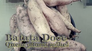 COLHENDO BATATA DOCE DEPOIS DE QUASE 120 DIAS DE PLANTADA [upl. by Alejandro202]