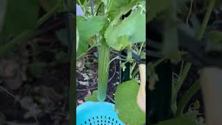 First Armenian cucumber harvest [upl. by Ledua]