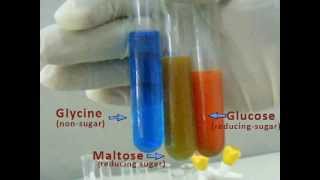 Benedicts Test  Qualitative Test in Carbohydrates [upl. by Donny]