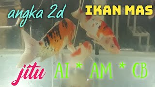 arti tafsir mimpi Ikan mas togel 2d [upl. by Peonir]