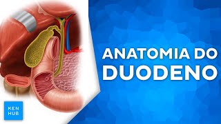 Duodeno  Anatomia e funções [upl. by O'Donnell]