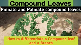 Compound leaves amp its typesPinnate vs palmate compound leaves pinnatepalmatecompoundleaves [upl. by Jacquet447]