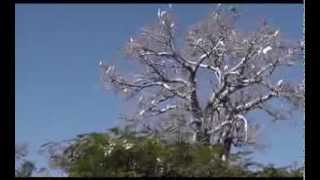 A baobab tree with birds on zazamalala [upl. by Thessa]