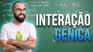 Interação Gênica Simples  Aula 11  Módulo 2 Genética [upl. by Aihsyla846]