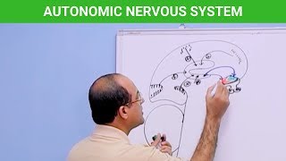 Autonomic Nervous System  Neuroanatomy 🧠 [upl. by Ytsenoh743]