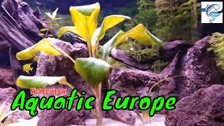 Aquascape juwel primo 60 aquarium [upl. by Ilyah491]