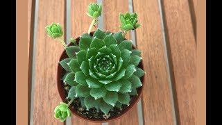 Sukulent  Sempervivum [upl. by Nomal643]