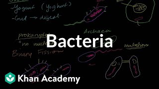 Bacteria [upl. by Eselahc]