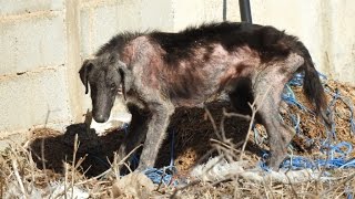 Rescue of mange dog feeding off corpses  First day of a new life [upl. by Elyac]