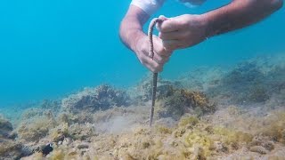 Catching a BOBBIT WORM [upl. by Haroun]