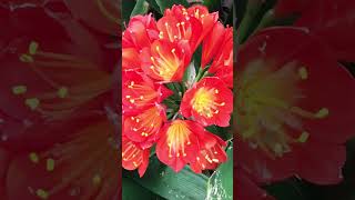 Clivia Belgium Hybrid Red [upl. by Blankenship]