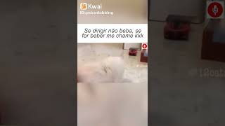 Kk o gato quase foi atropelado [upl. by Weinshienk]