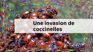 Une invasion de coccinelles [upl. by Goer633]