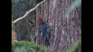 Redbreasted sapsucker picking at a cedar [upl. by Nrek886]