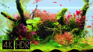 Soothing Aquascape  Aquascape • Fixed 3hours 4K HDR 60fps • Water sound [upl. by Gentes468]