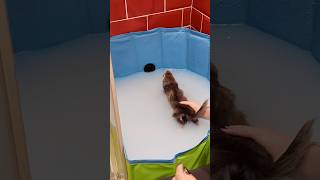 Bain d’avoine de Toka 🥰 ⚠️ on ne lave pas un furet 🫶🏻 furet furets ferret ferrets funny [upl. by Wesle]