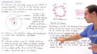 Centrosome and Centrioles [upl. by Irwin]