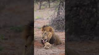 Male Lion Grooming [upl. by Eirene]