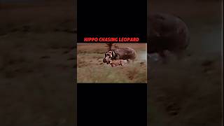 Hippo vs leopard trending animals wildlife shorts leopard hippo shortvideo [upl. by Eiramaliehs]