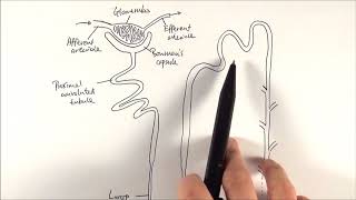 A2 Biology  Nephron structure OCR A Chapter 155 [upl. by Heidt]