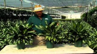 Aglaonema Care Instructionsavi [upl. by Swirsky990]