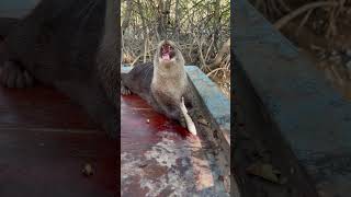 Feeding Otter Tipo On The Ark [upl. by Leciram]