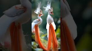 Very beautiful birdsong  love birds nature beautiful animalshorts video shorts birdsongs [upl. by Gretel929]